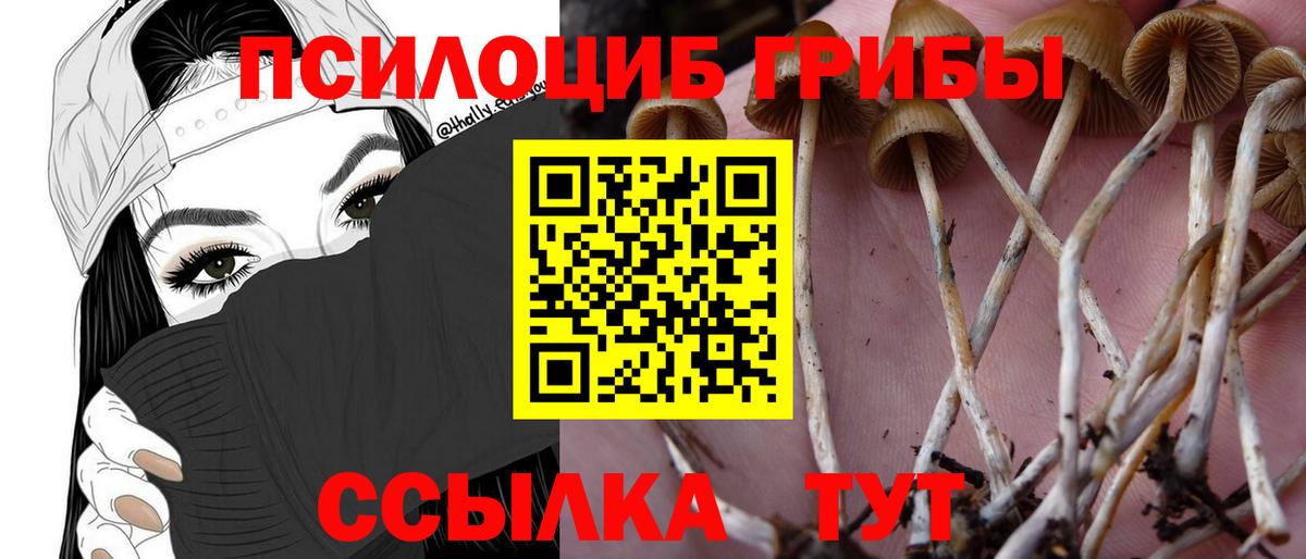 Псилоцибиновые грибы мицелий Кимовск